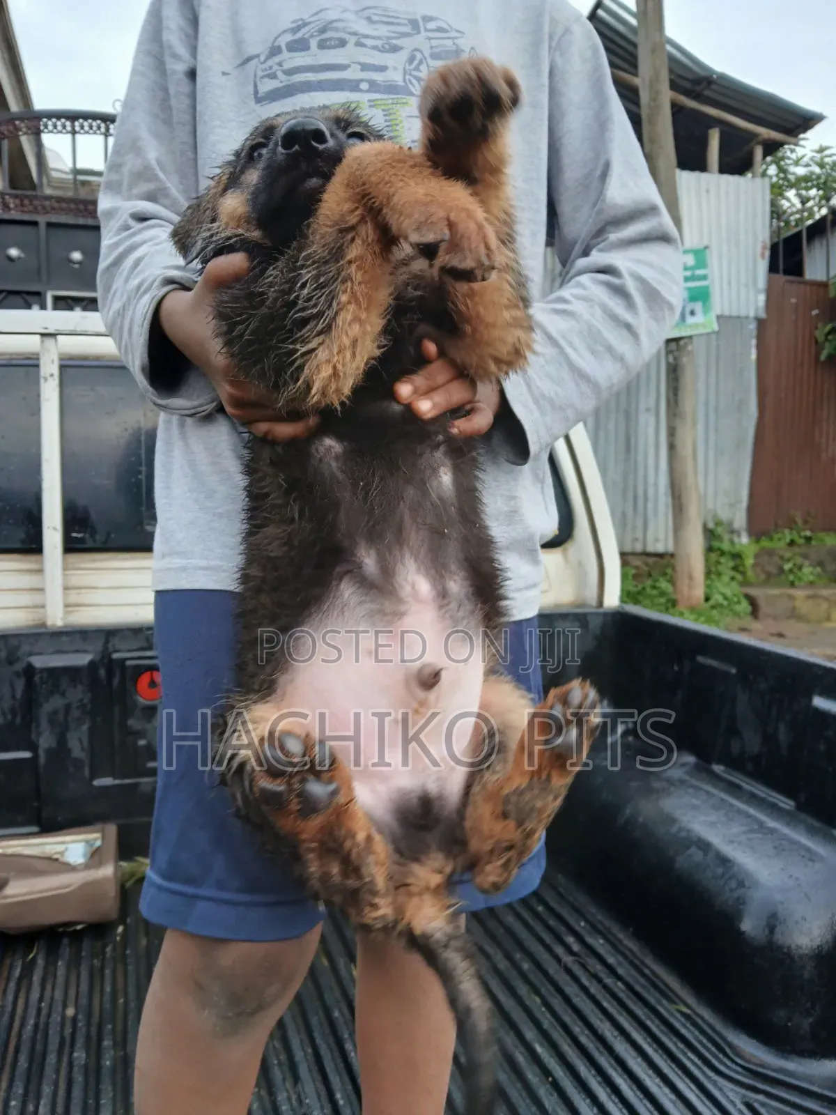 1-3 months Male Purebred German Shepherd