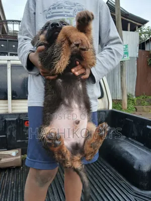 Photo - 1-3 months Male Purebred German Shepherd