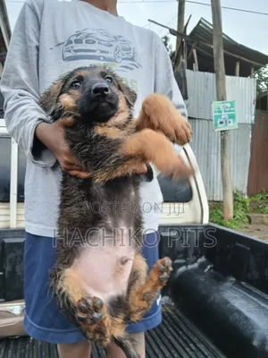 Photo - 1-3 months Male Purebred German Shepherd