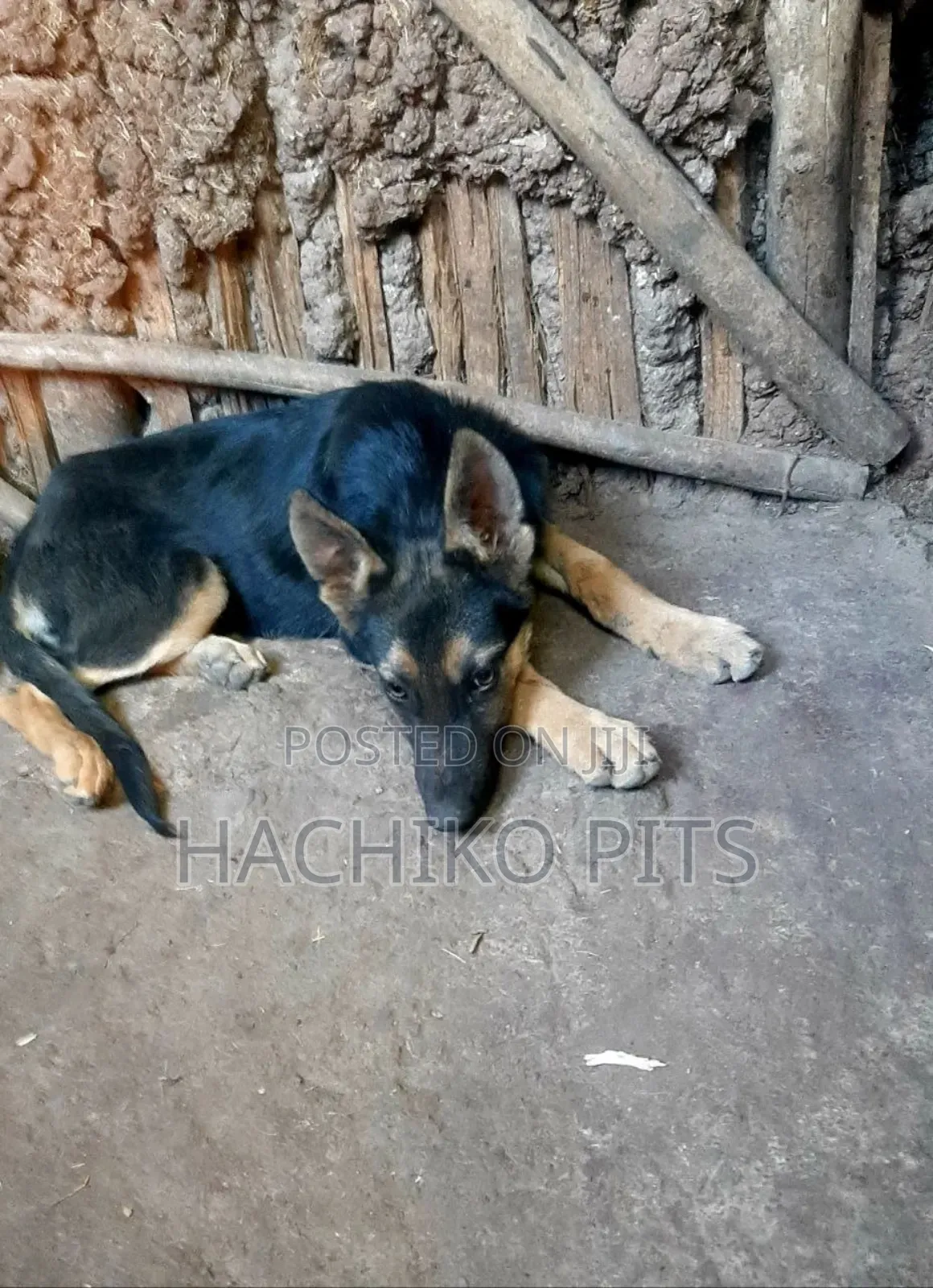 1-3 months Male Purebred Maltese