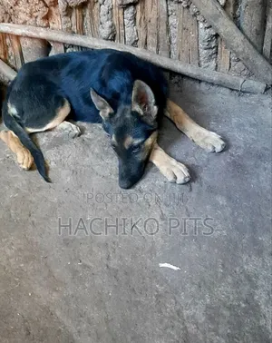 Photo - 1-3 months Male Purebred German Shepherd