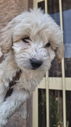 Photo - 1-3 months Male Purebred Maltese