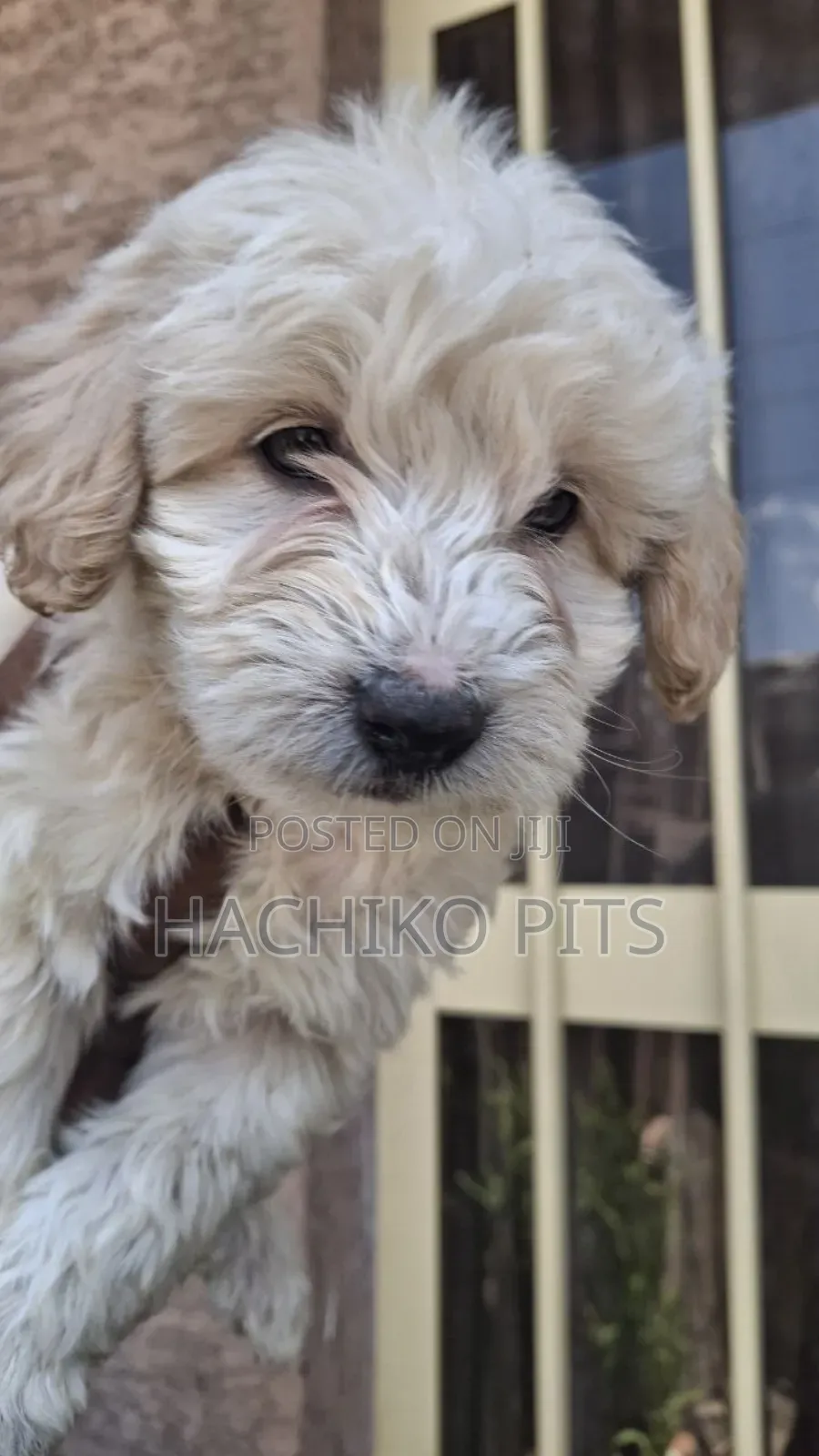 1-3 months Male Purebred Maltese