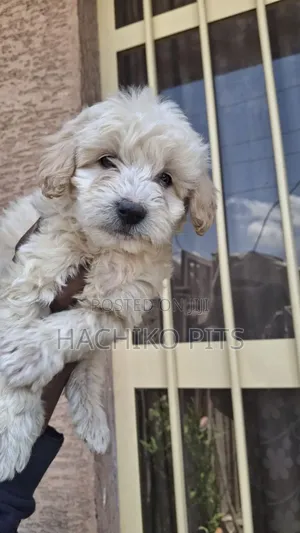 Photo - 1-3 months Male Purebred Maltese