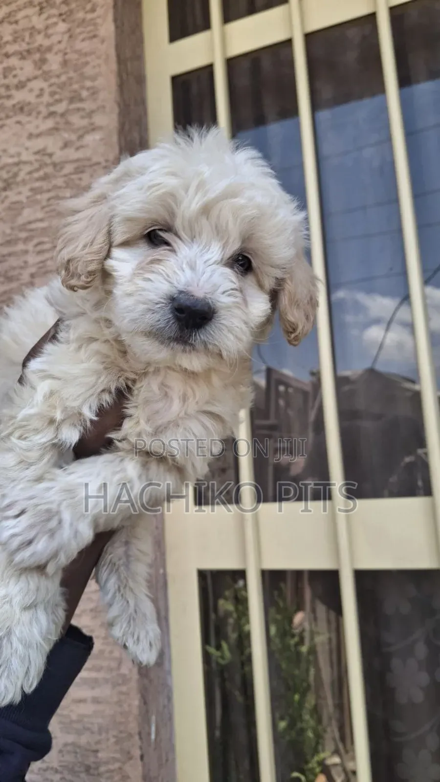 1-3 months Male Purebred Maltese
