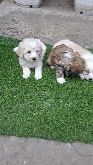 Photo - 1-3 months Male Purebred Maltese