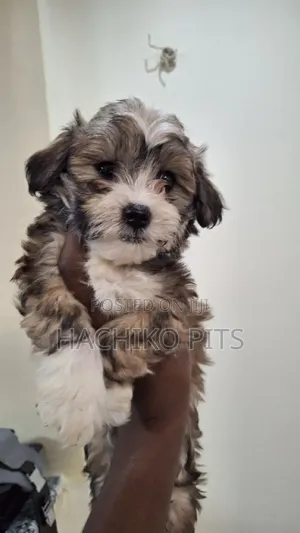 Photo - 1-3 months Male Purebred Maltese