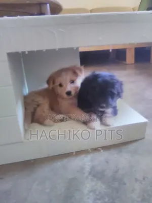 Photo - 1-3 months Male Mixed Breed Maltese