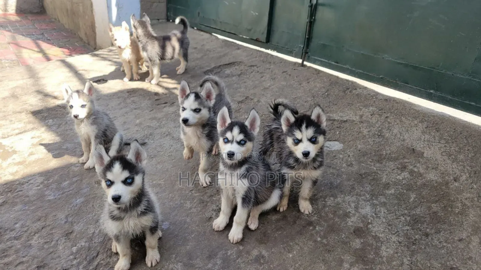 1-3 months Male Purebred Siberian Husky
