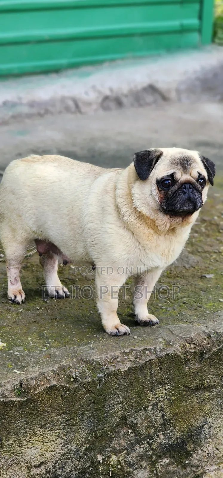 1-3 months Male Purebred Pug