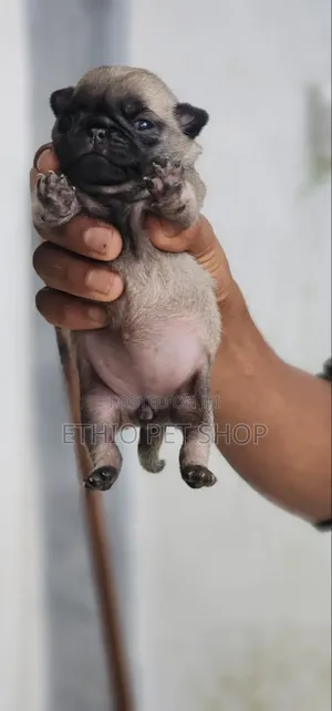 1-3 months Male Purebred Pug