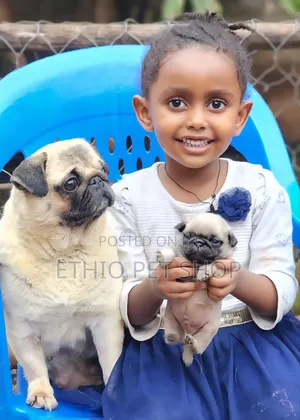 1-3 months Male Purebred Pug