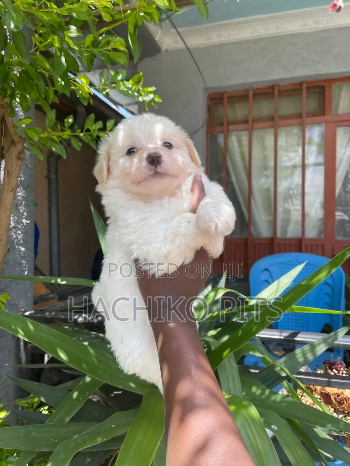 1-3 months Male Purebred Maltese