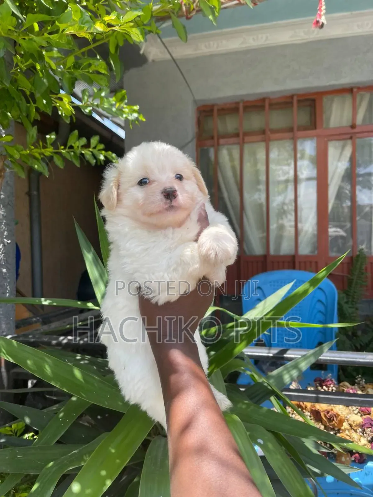 1-3 months Male Purebred Maltese