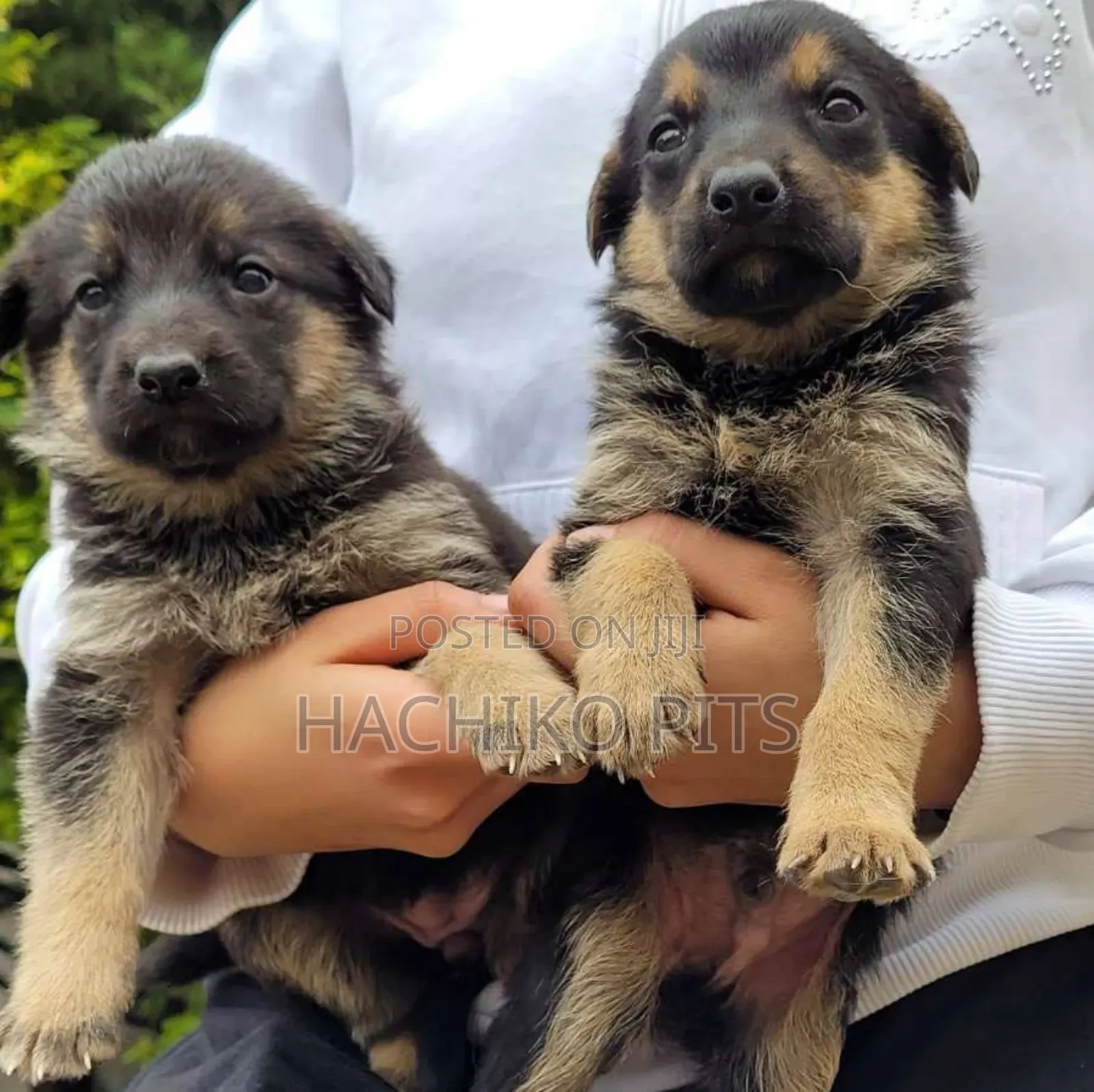 1-3 months Male Purebred German Shepherd