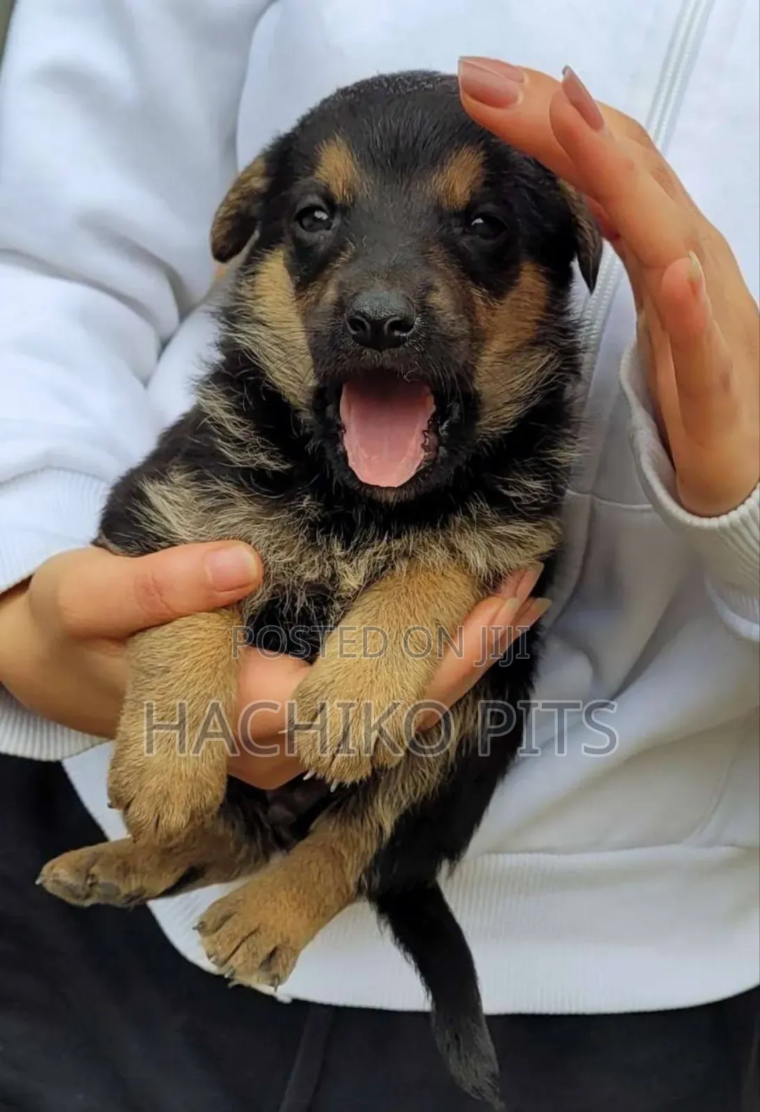 1-3 months Male Purebred German Shepherd