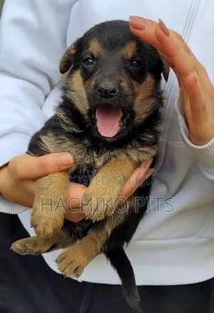 Photo - 1-3 months Male Purebred German Shepherd