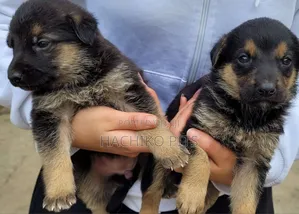Photo - 1-3 months Male Purebred German Shepherd