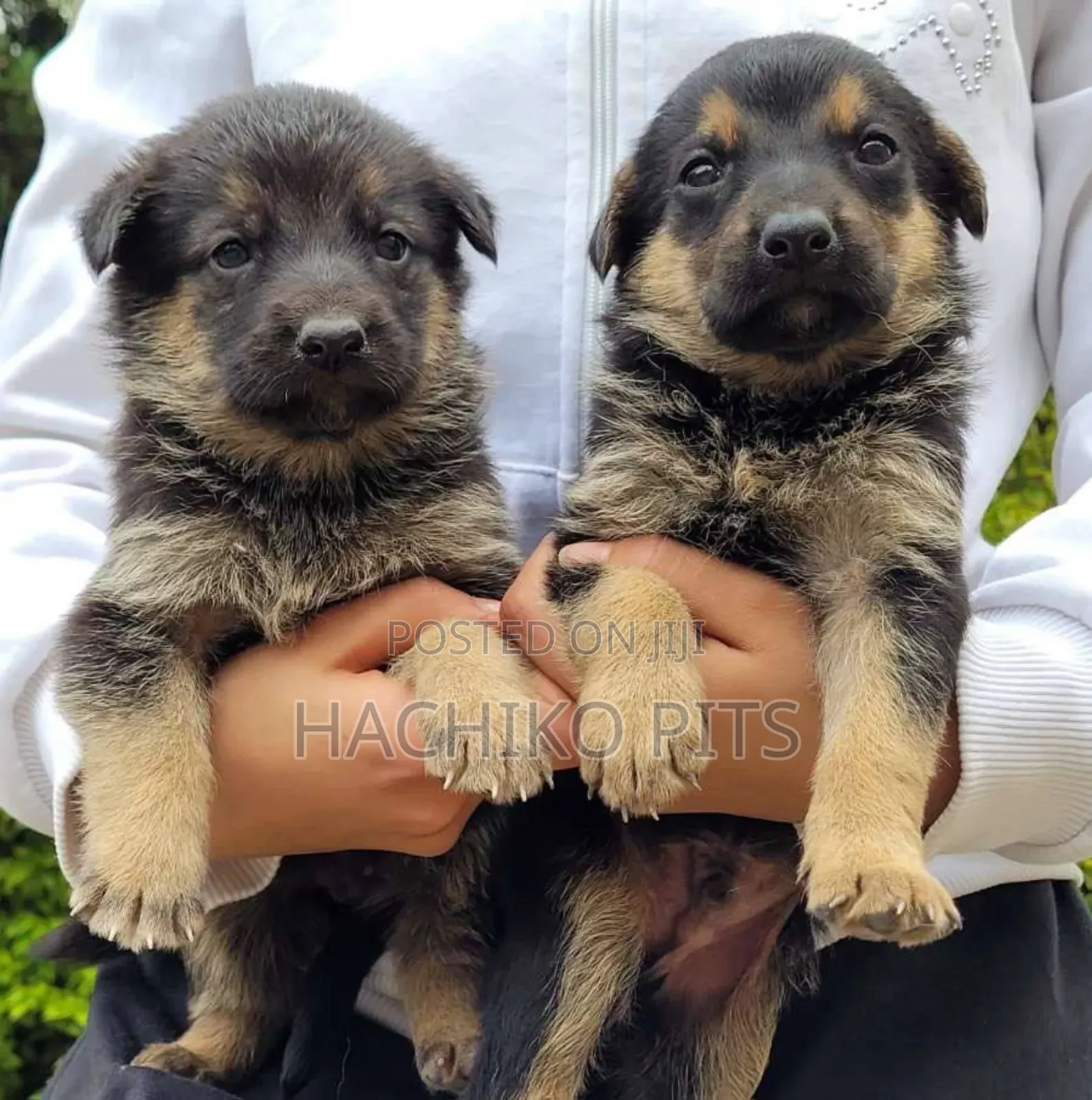 1-3 months Male Purebred German Shepherd