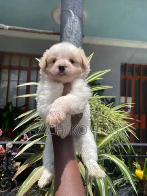 Photo - 1-3 months Male Purebred Maltese