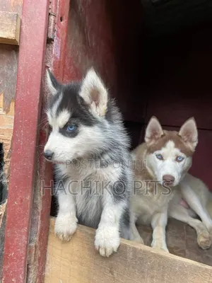 Photo - 1-3 months Male Purebred Siberian Husky