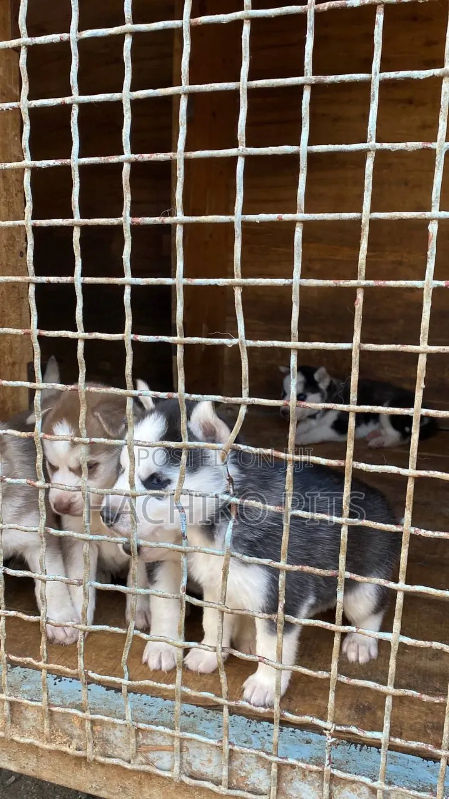 1-3 months Male Purebred Siberian Husky