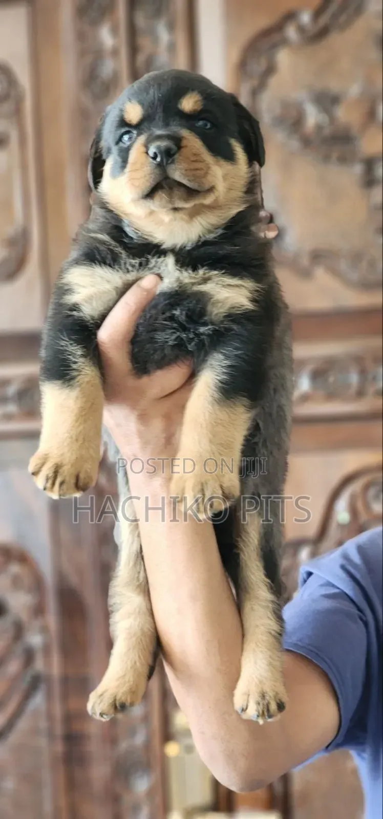 1-3 months Male Purebred Rottweiler