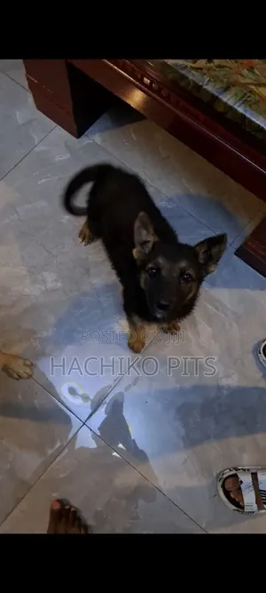Photo - 1-3 months Male Purebred German Shepherd