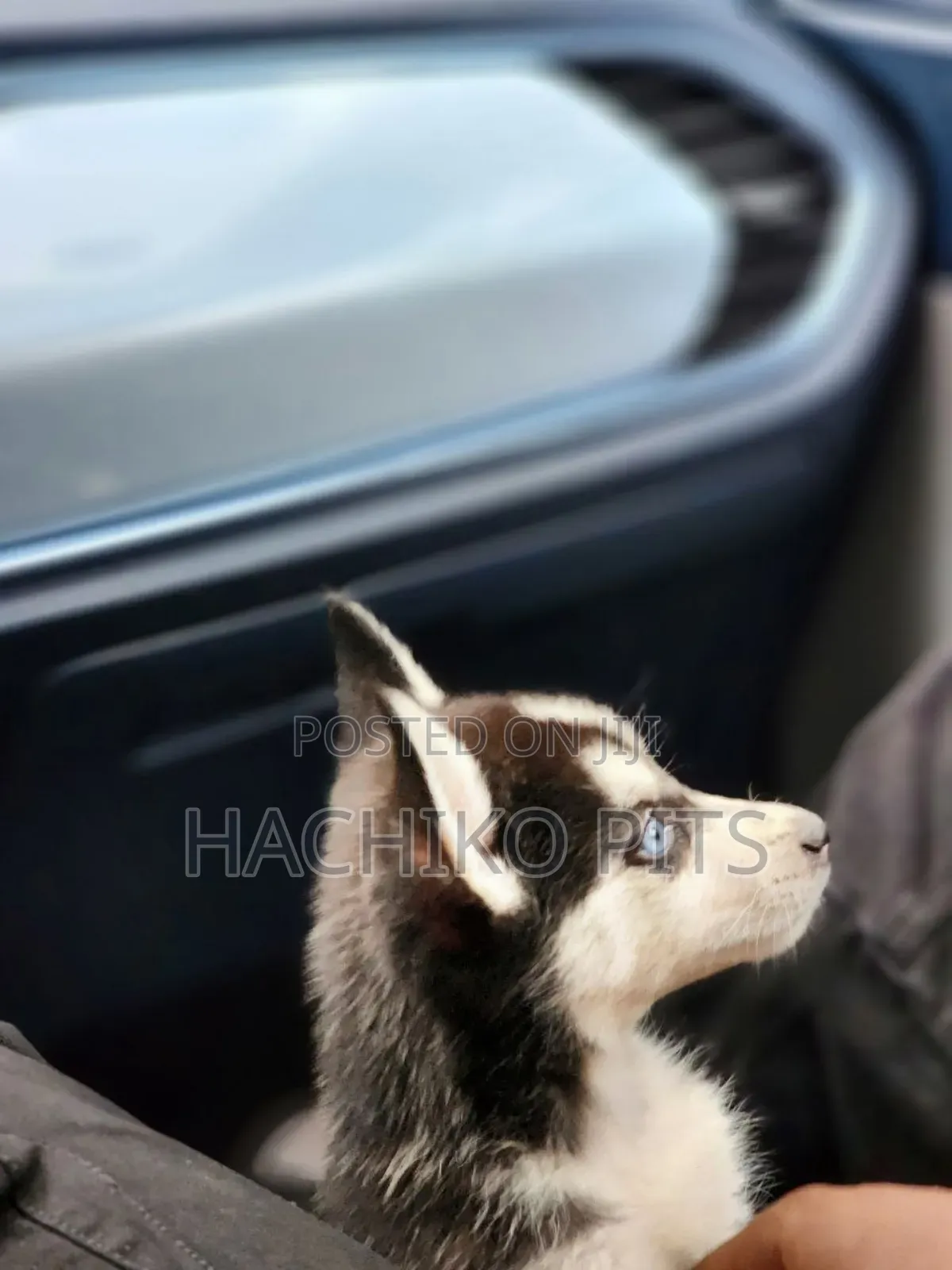 1-3 months Male Purebred Siberian Husky