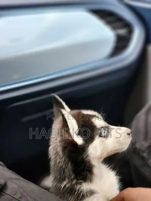 Photo - 1-3 months Male Purebred Siberian Husky