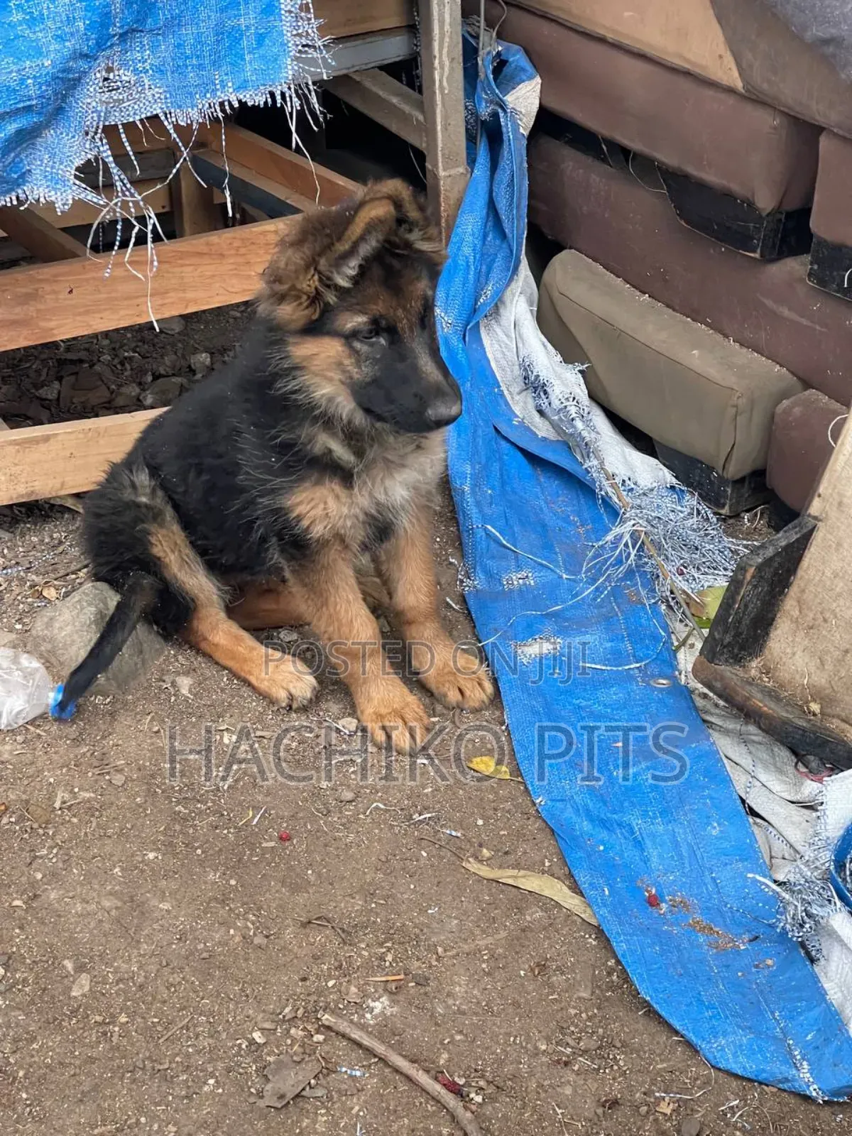1-3 months Male Purebred German Shepherd