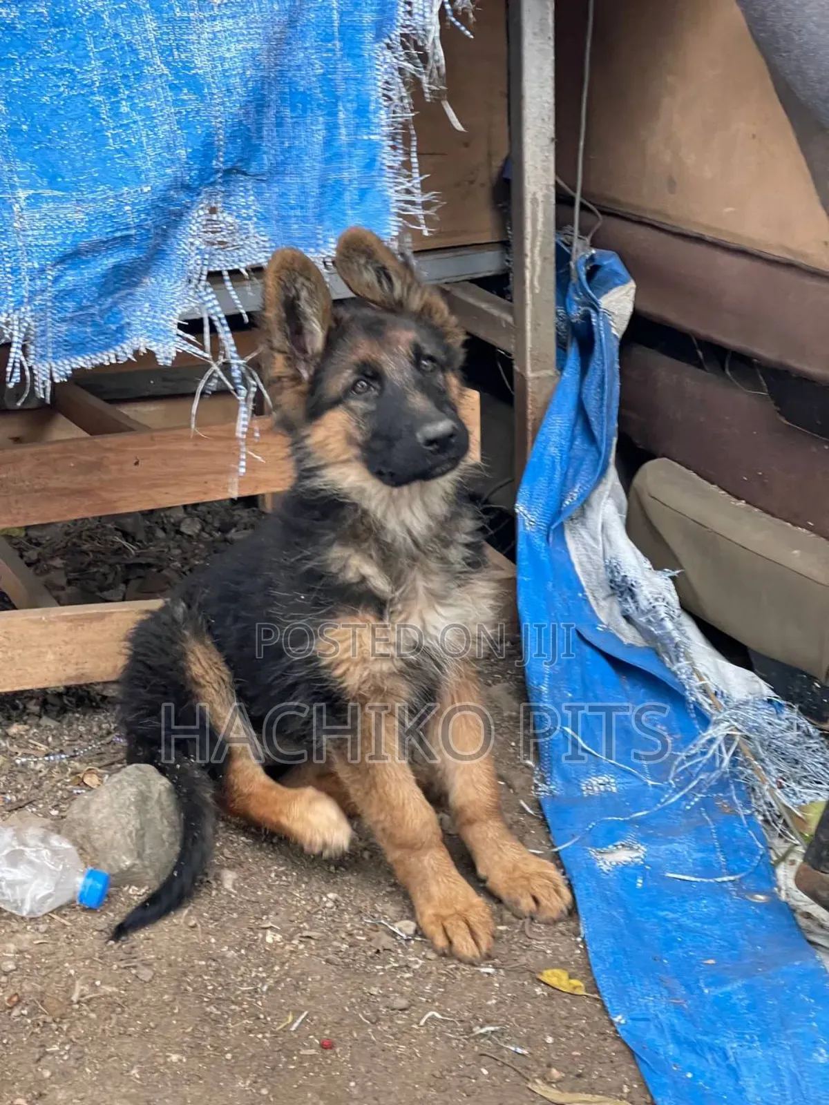 1-3 months Male Purebred German Shepherd