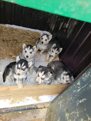 Photo - 1-3 months Male Purebred Siberian Husky
