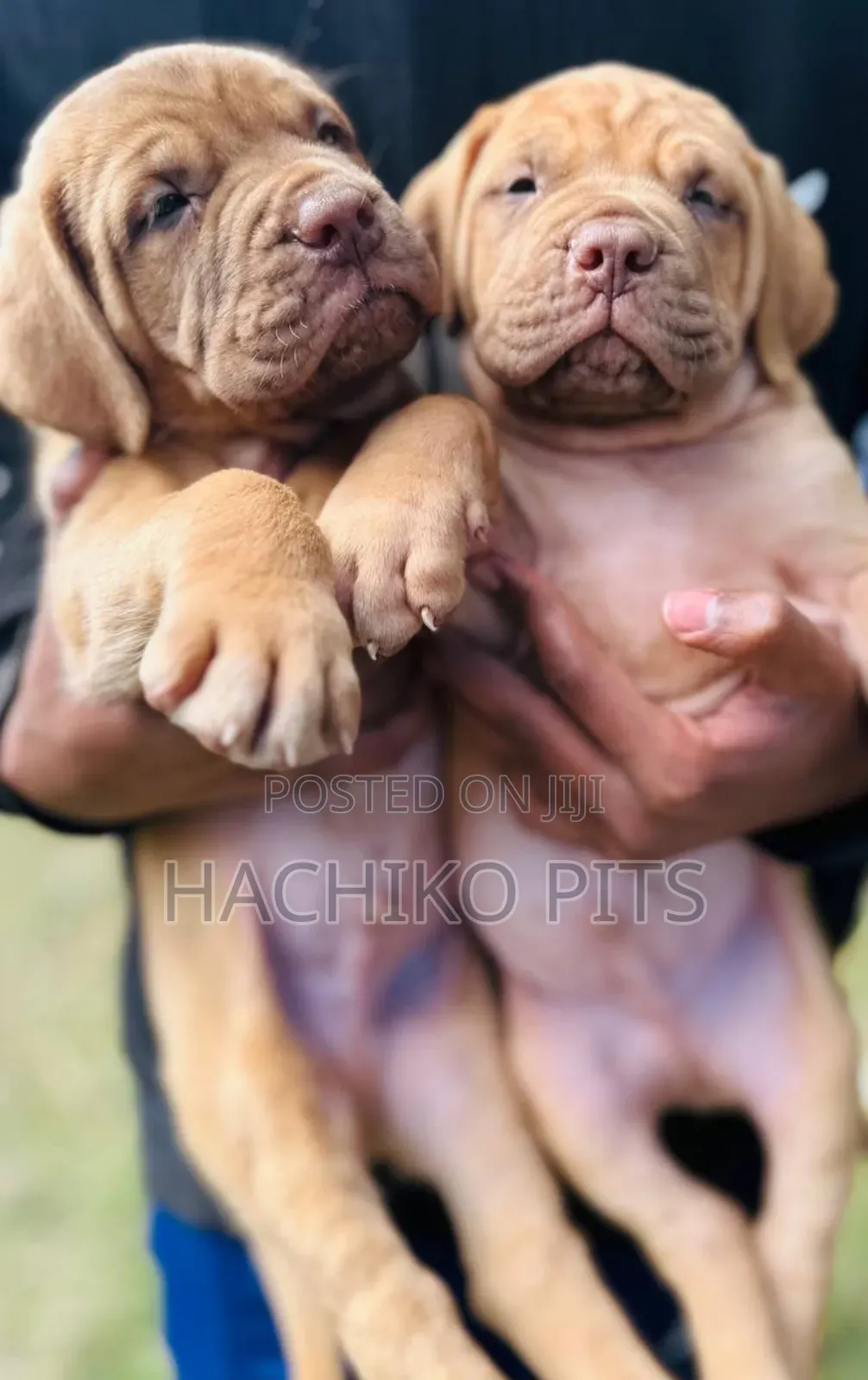 1-3 months Male Purebred Mastiff