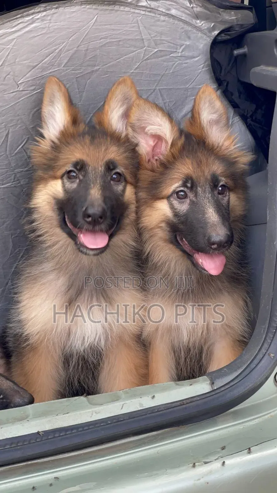 1-3 months Male Purebred German Shepherd