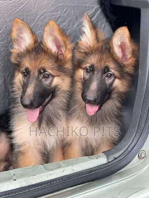 Photo - 1-3 months Male Purebred German Shepherd