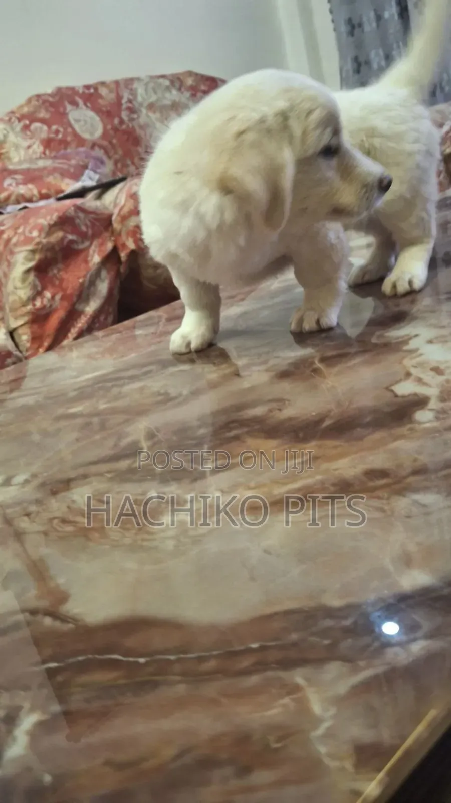 1-3 months Male Purebred Siberian Husky