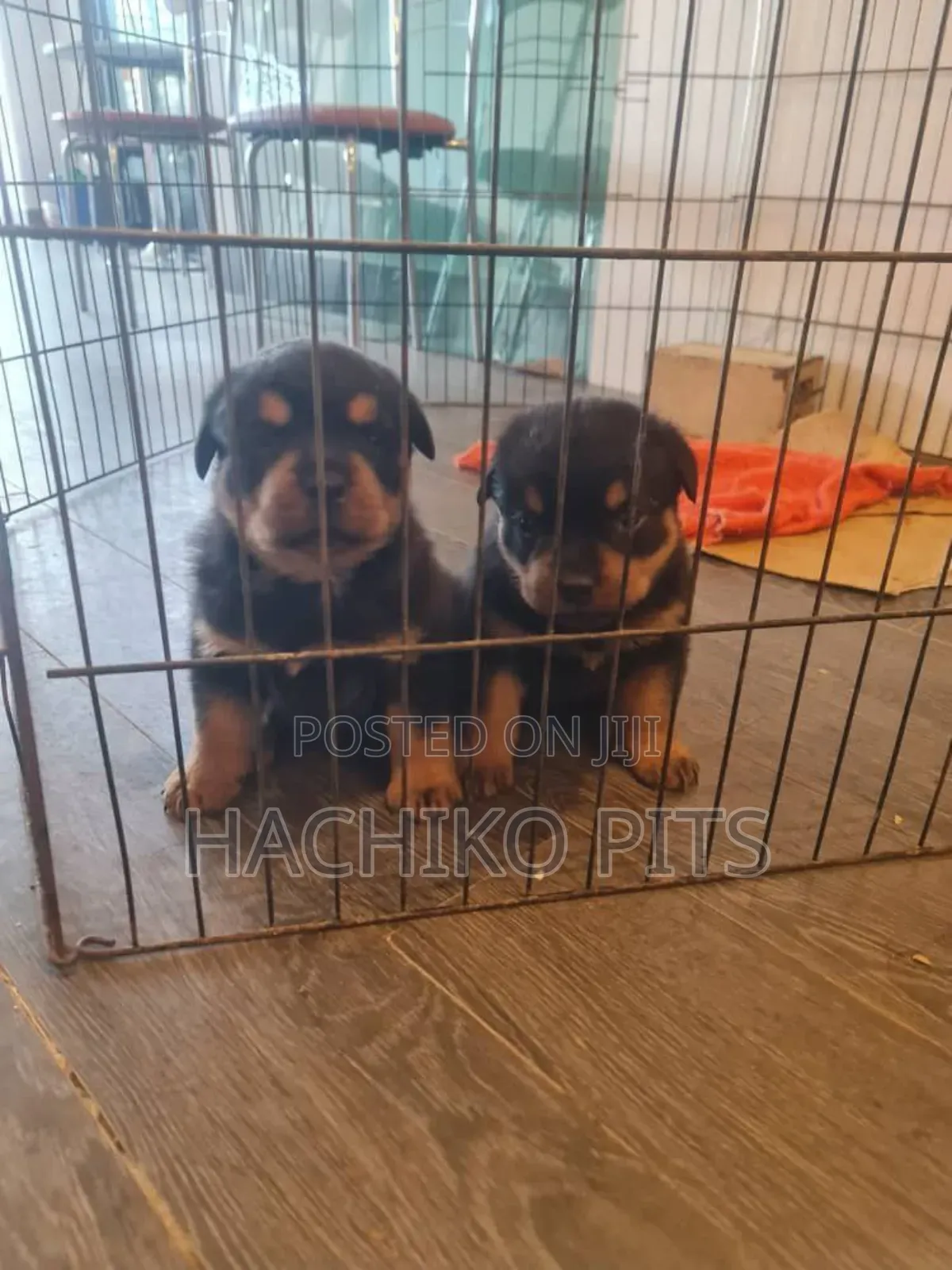 1-3 months Male Purebred Rottweiler