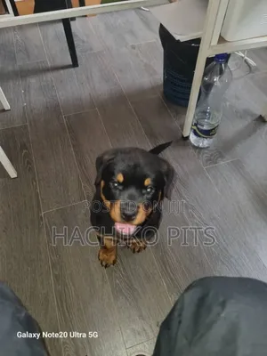 Photo - 1-3 months Male Purebred Rottweiler