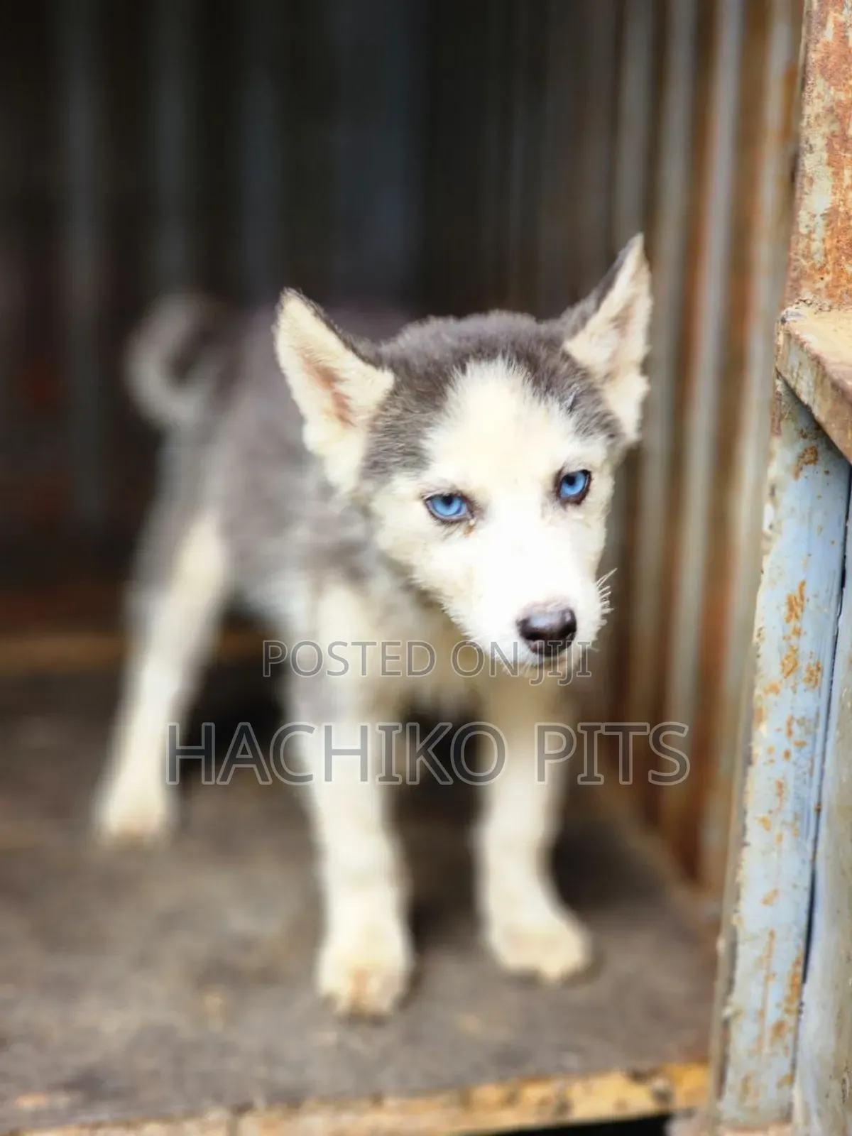 1-3 months Male Purebred Siberian Husky
