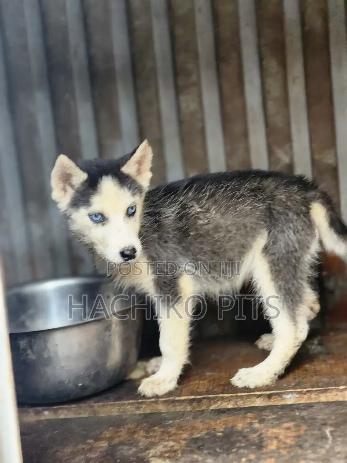 1-3 months Male Purebred Siberian Husky