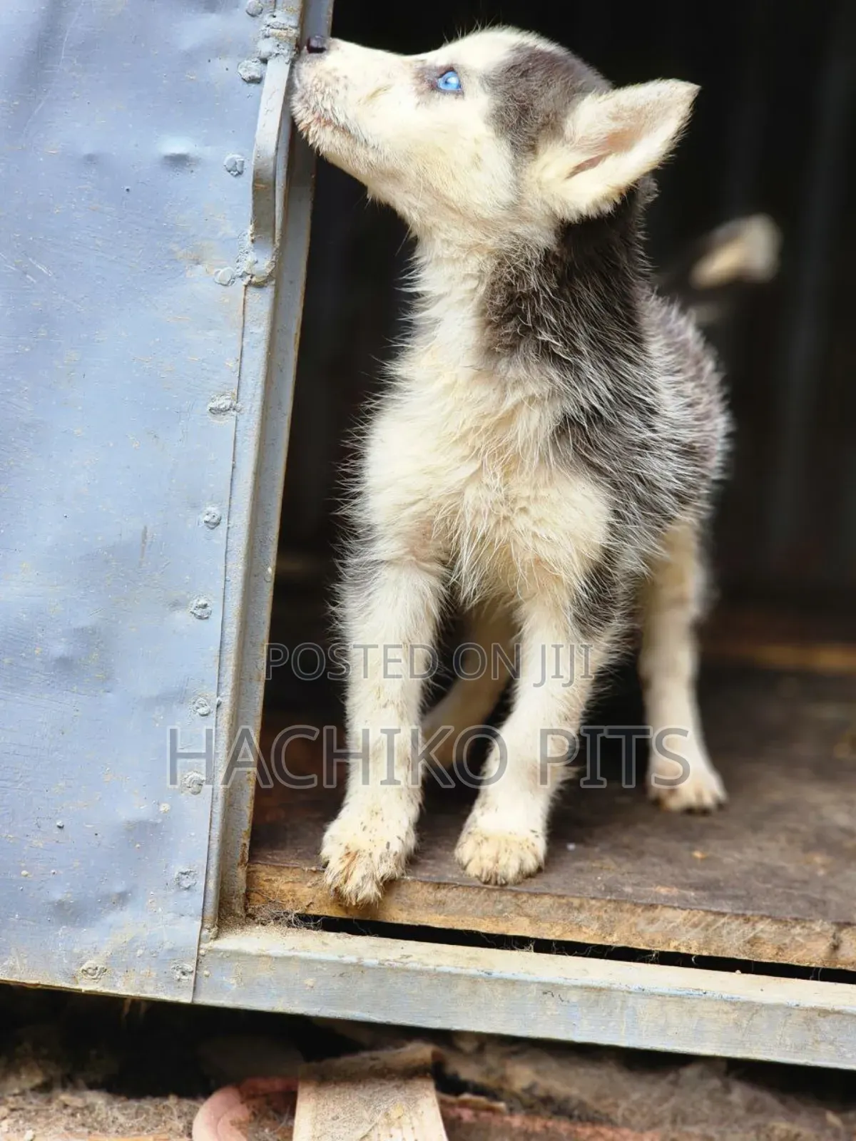 1-3 months Male Purebred Siberian Husky