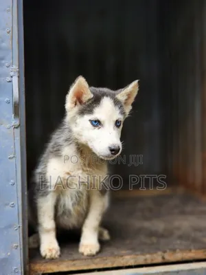1-3 months Male Purebred Siberian Husky