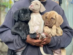 Photo - 1-3 months Male Purebred Bullmastiff