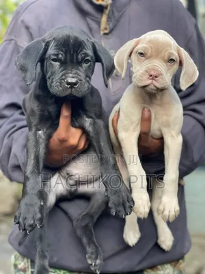 Photo - 1-3 months Male Purebred Mastiff