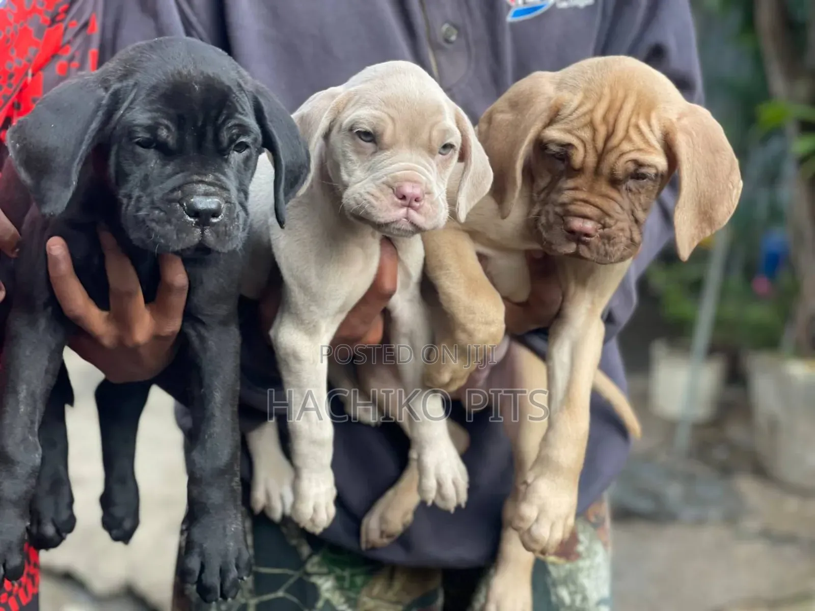 1-3 months Male Purebred Mastiff