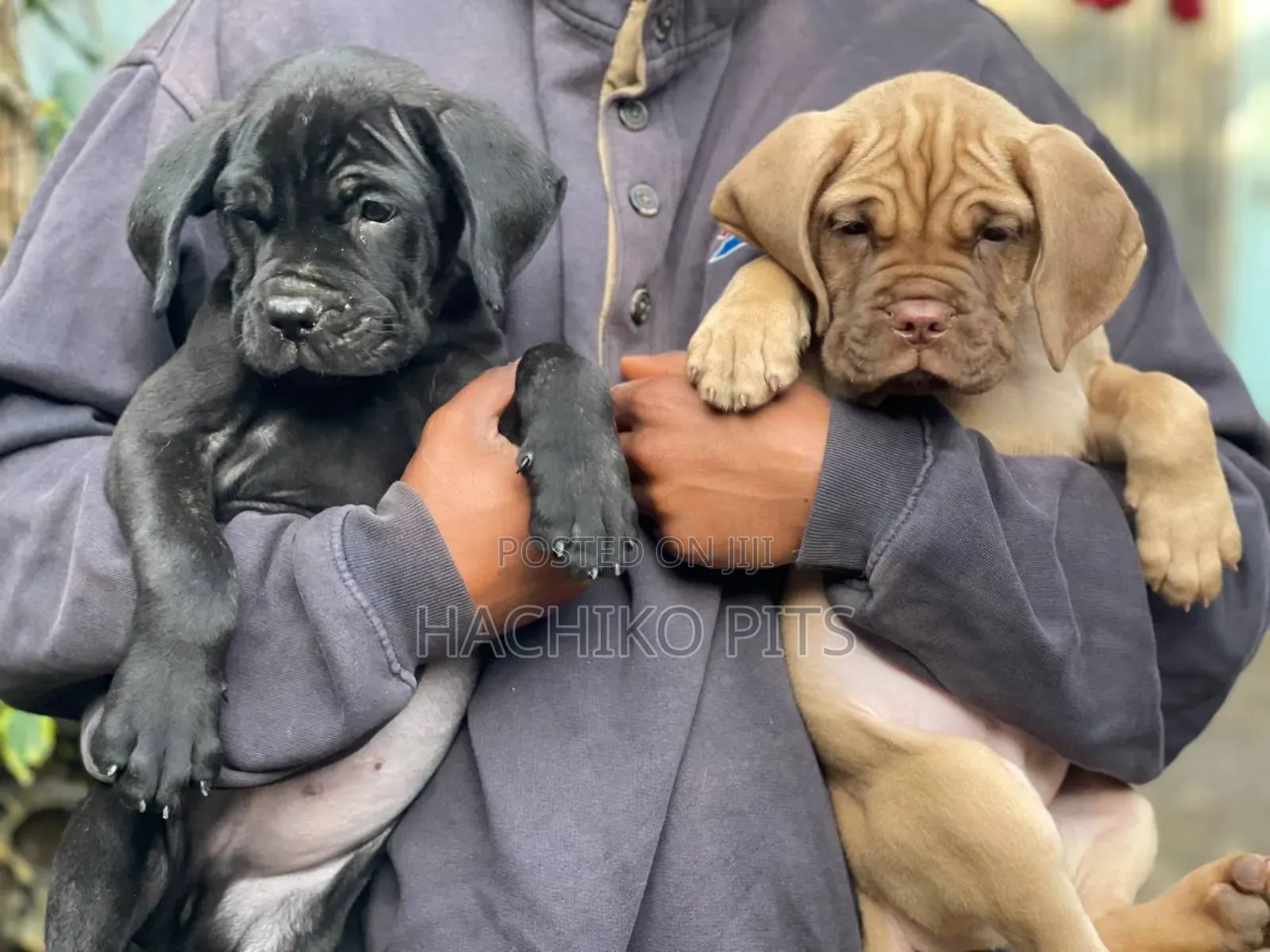 1-3 months Male Purebred Mastiff