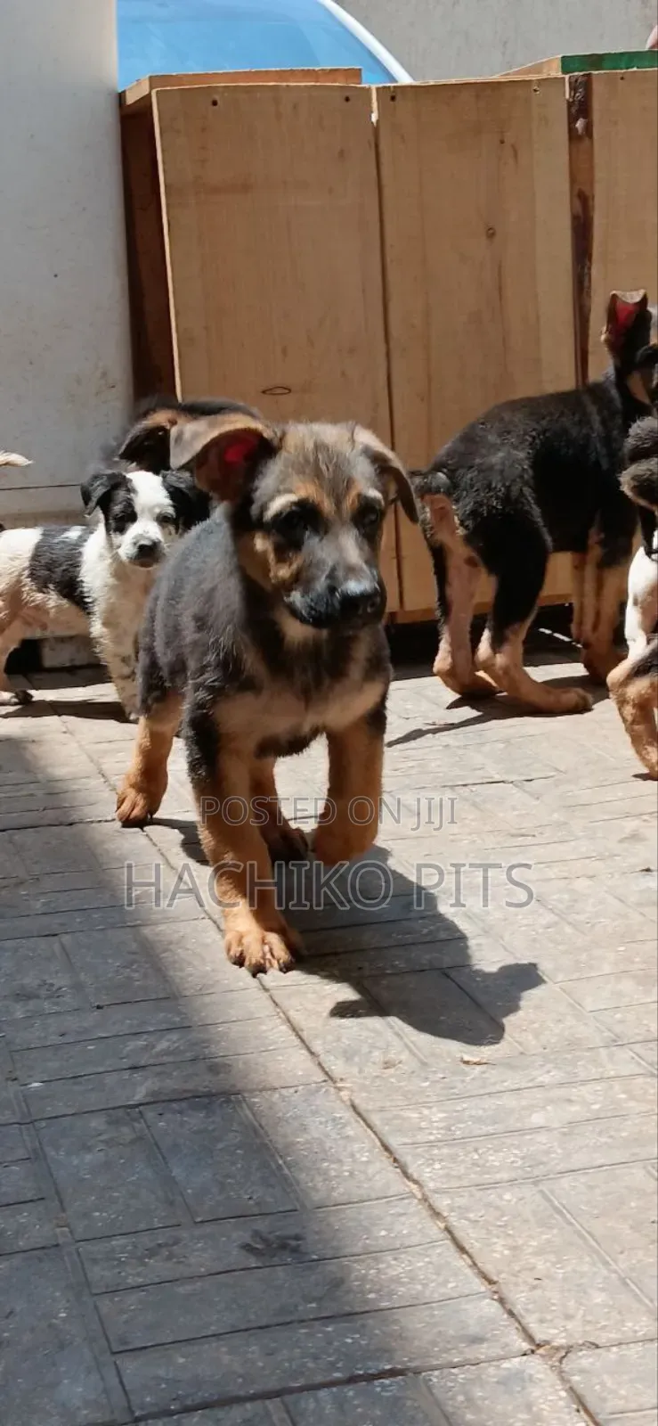 1-3 months Male Purebred German Shepherd