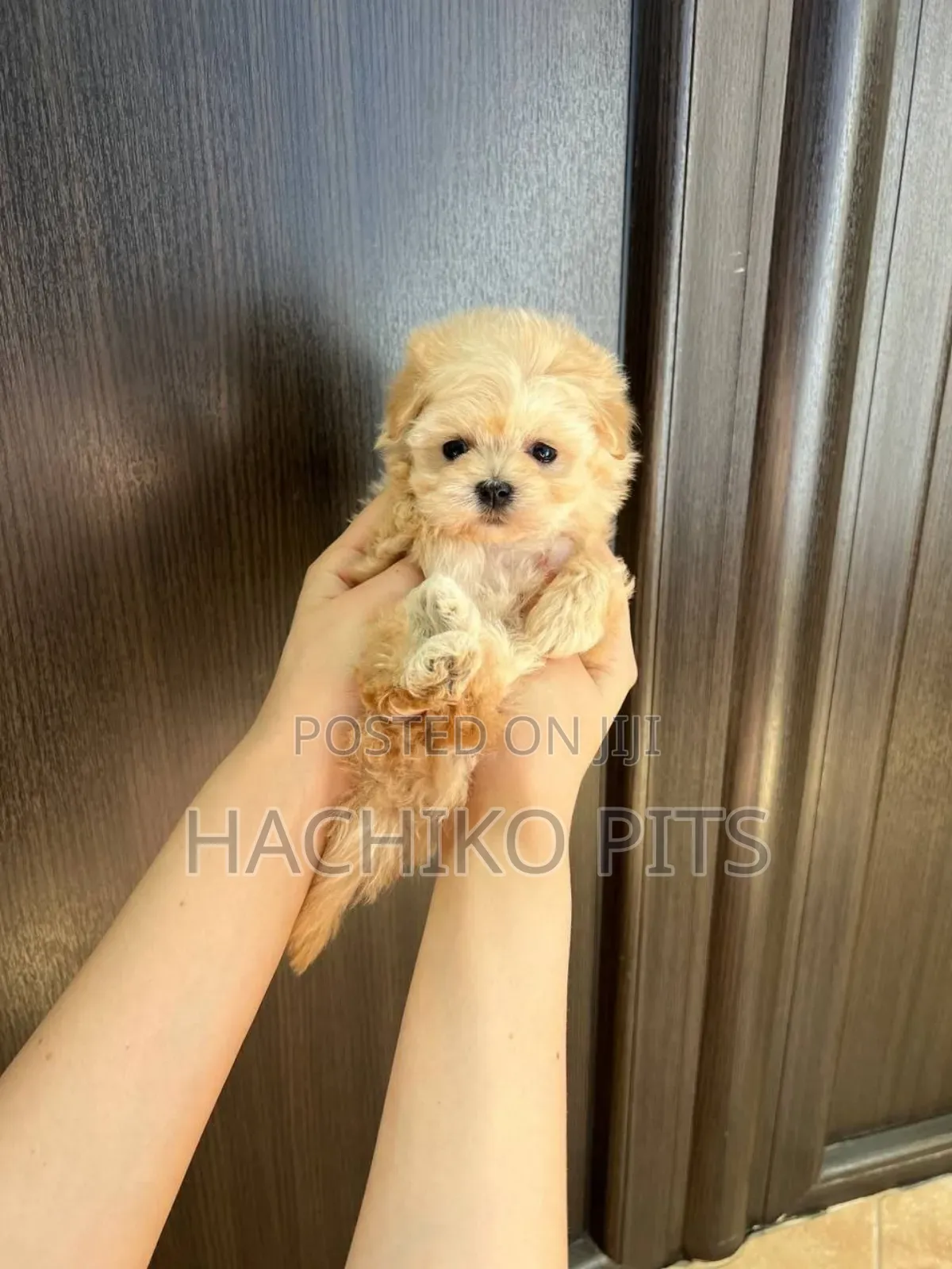 1-3 months Male Purebred Maltipoo