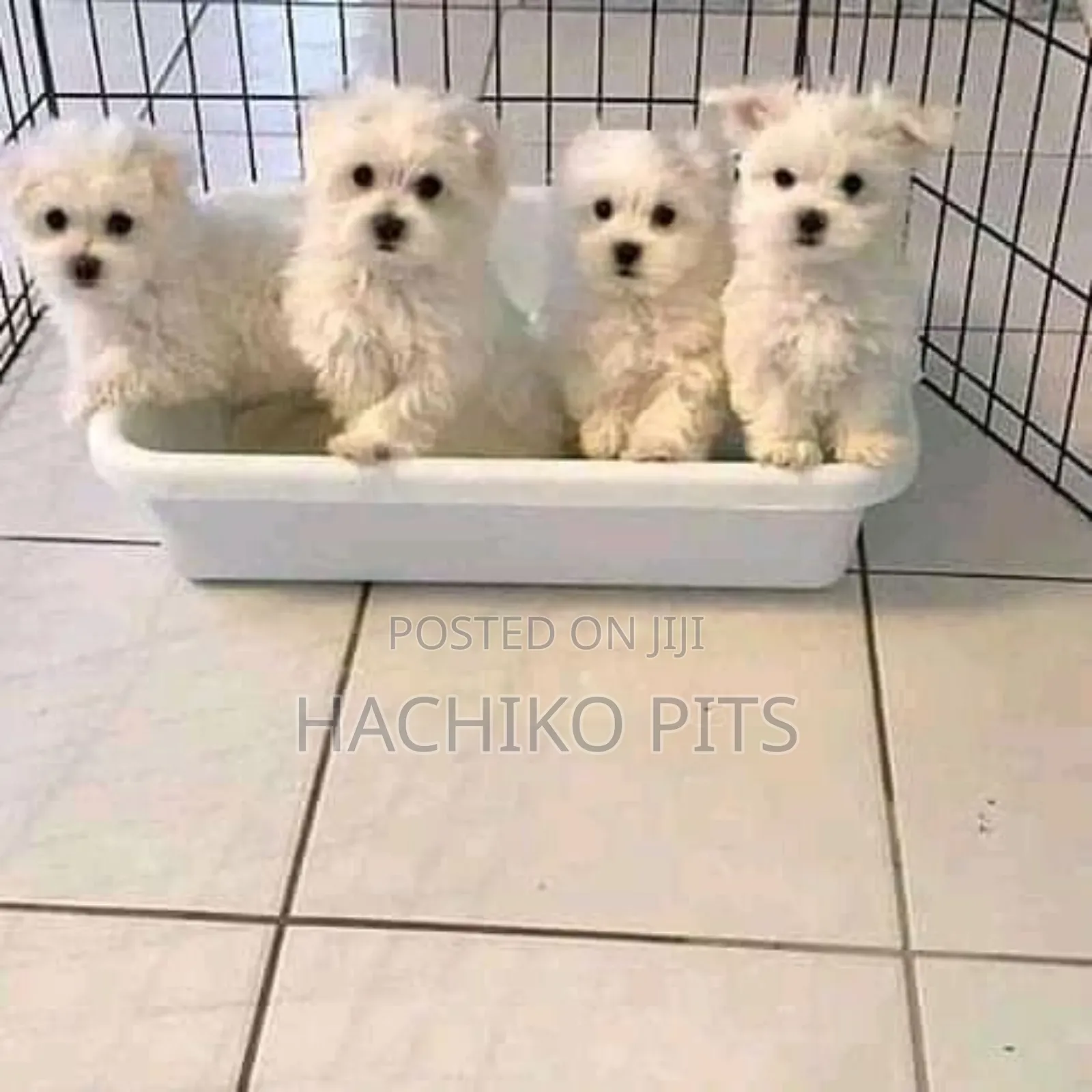 1-3 months Male Purebred Maltese